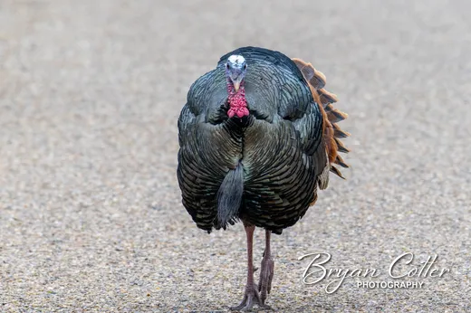 Wild Turkey photographed in Texas by Bryan Cotter