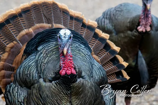 Wild Turkey