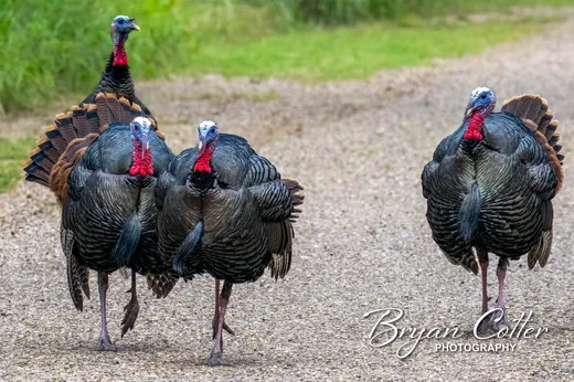 Wild Turkey