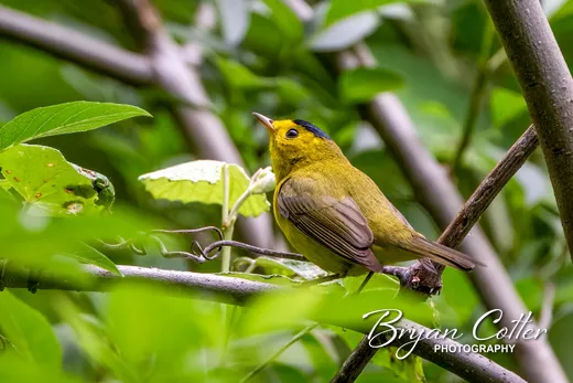 Wilson's Warbler