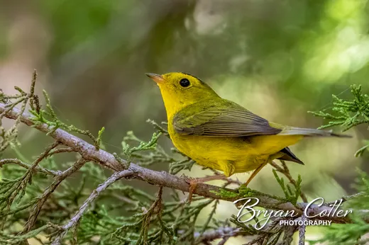 Wilson's Warbler