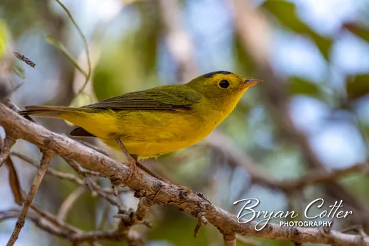 Wilson's Warbler