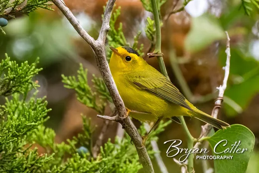 Wilson's Warbler