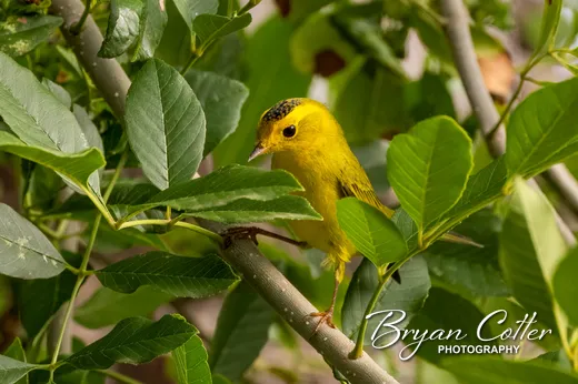 Wilson's Warbler
