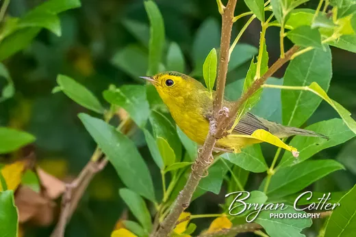 Wilson's Warbler