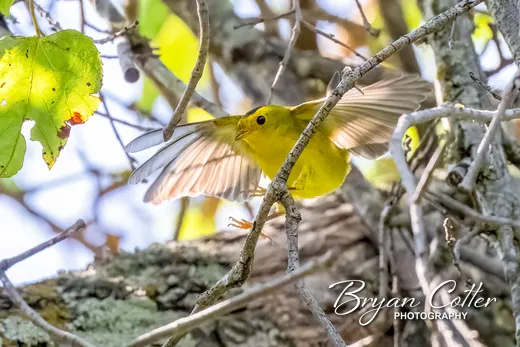 Wilson's Warbler