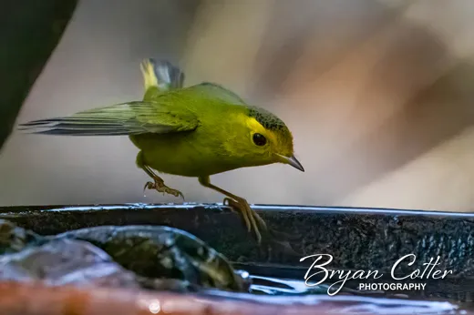 Wilson's Warbler
