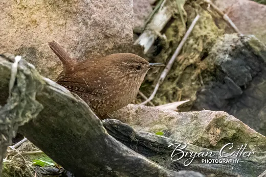 Winter Wren
