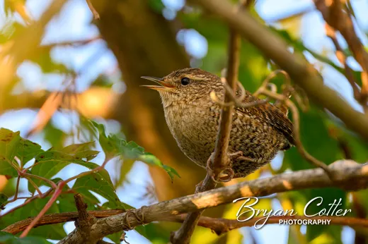 Winter Wren