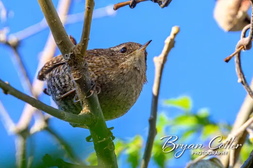 Winter Wren