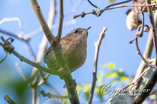 Winter Wren