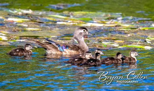 Wood Duck