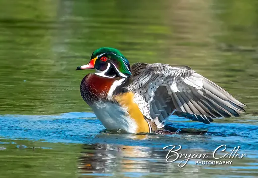 Wood Duck