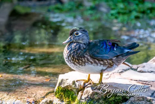 Wood Duck