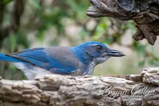 Woodhouse's Scrub-Jay