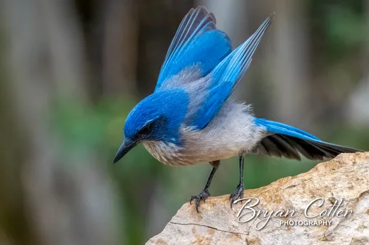 Woodhouse's Scrub-Jay