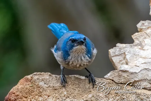 Woodhouse's Scrub-Jay
