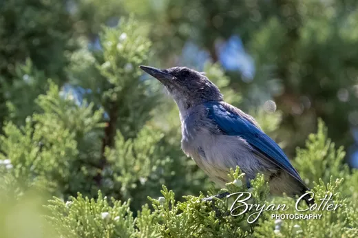 Woodhouse's Scrub-Jay