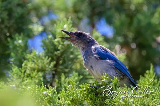 Woodhouse's Scrub-Jay