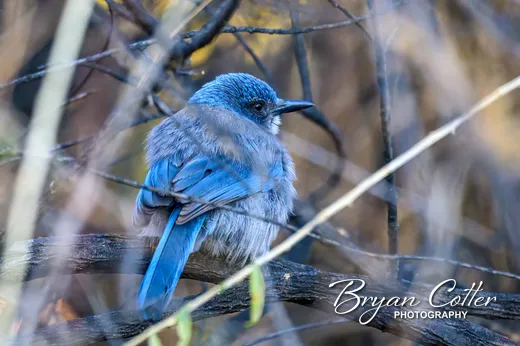Woodhouse's Scrub-Jay