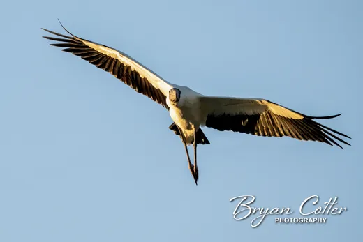 Wood Stork