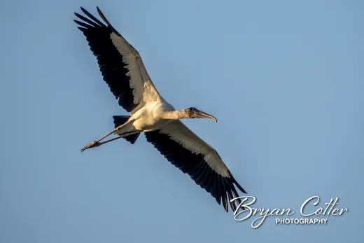 Wood Stork