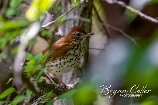 Wood Thrush