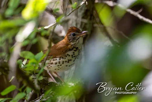 Wood Thrush