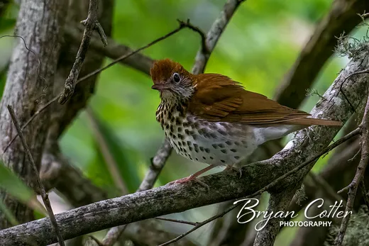 Wood Thrush