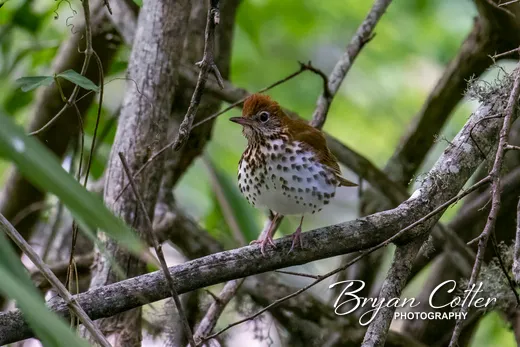 Wood Thrush