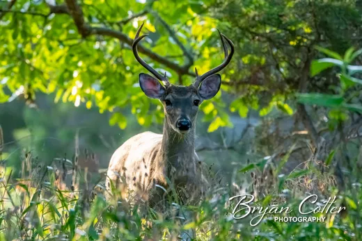 White-tailed Deer