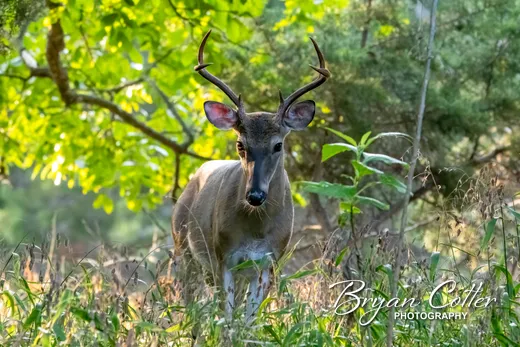 White-tailed Deer