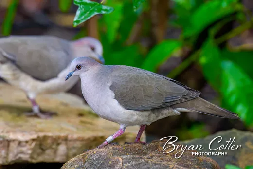 White-tipped Dove
