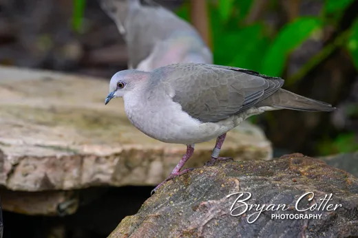 White-tipped Dove