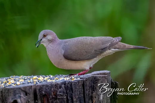 White-tipped Dove