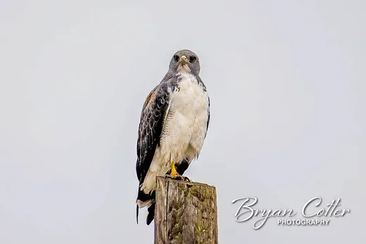 White-tailed Hawk
