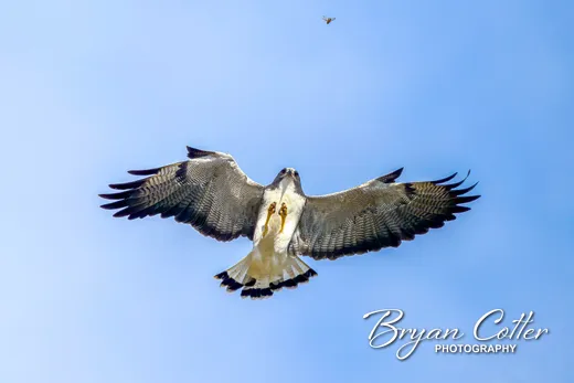White-tailed Hawk
