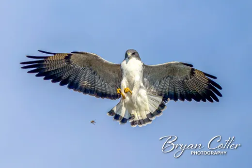 White-tailed Hawk
