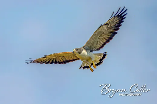 White-tailed Hawk