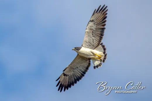 White-tailed Hawk