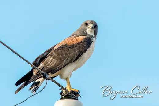 White-tailed Hawk