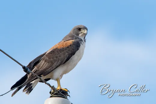 White-tailed Hawk