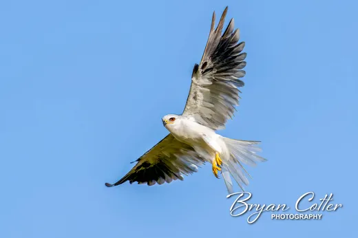 White-tailed Kite