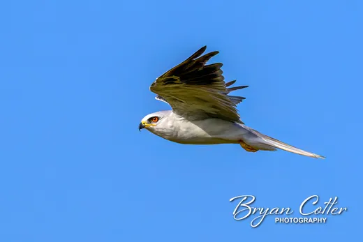 White-tailed Kite