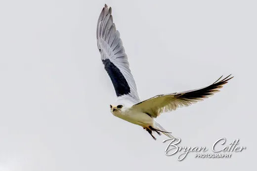 White-tailed Kite