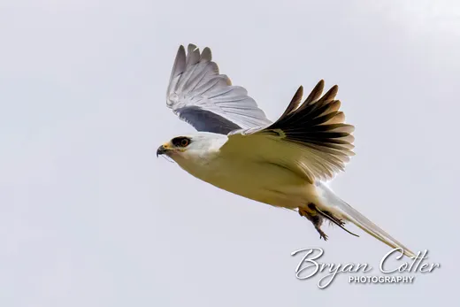 White-tailed Kite