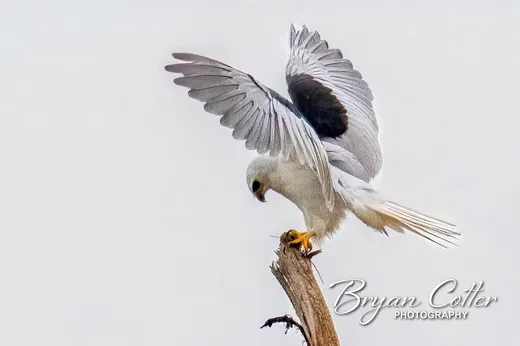 White-tailed Kite