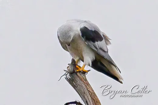White-tailed Kite