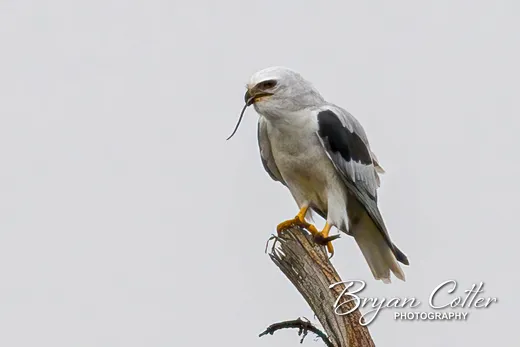 White-tailed Kite