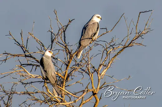 White-tailed Kite